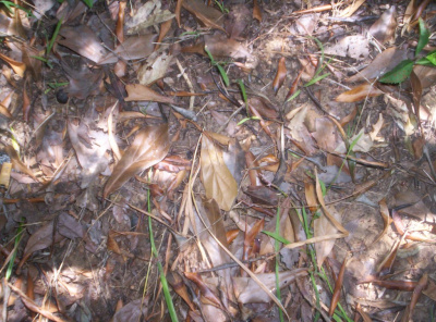 Leaves