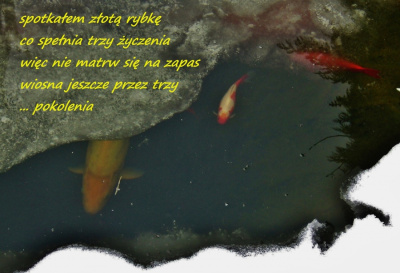 rybka w wodzie