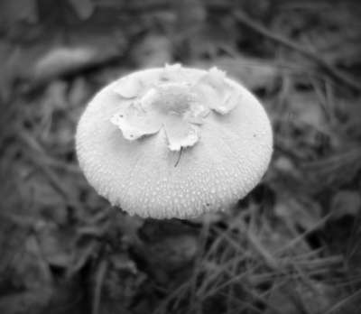 meduza