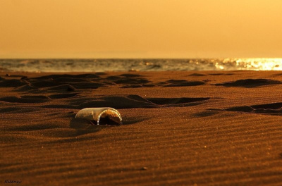 Message in the bottle..