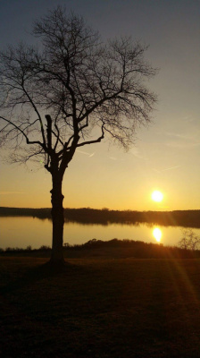 Lonesun Tree