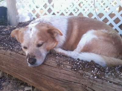 Dog in the Garden