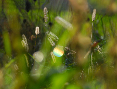 Refleksy poranne