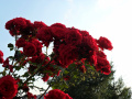 Czerwone róże  działkowe, ogródkowe - fotografia numer Trzy.