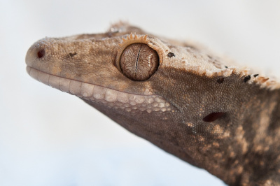 crested geco