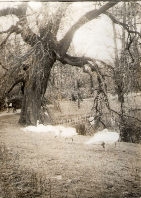 Łabędzie