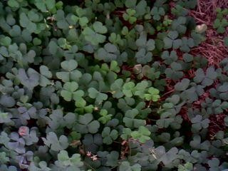 field of greens