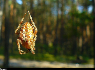 spider