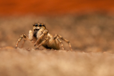 Spider
