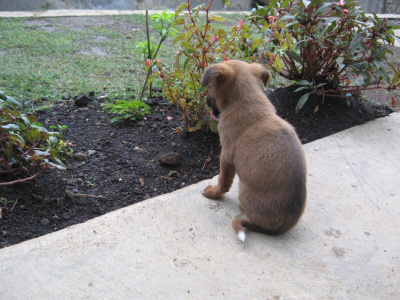 Pugmarks and Pup
