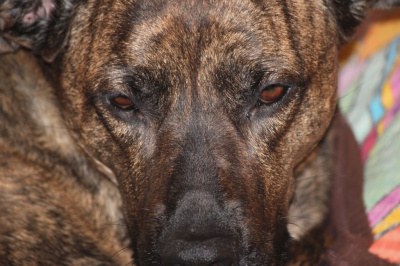portret