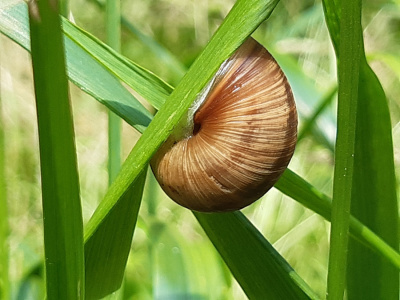 ślimak