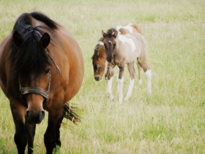 beautiful horses .