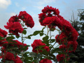 Czerwone róże  działkowe, ogródkowe - fotografia numer siedem.