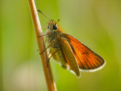 maluszek