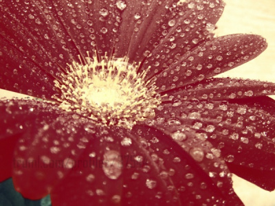 beautiful flower .