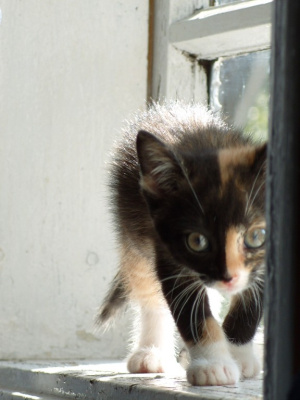 micio