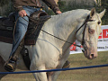 Quarter Horse - Niebieskooki