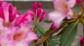 Kwiaty rododendrona