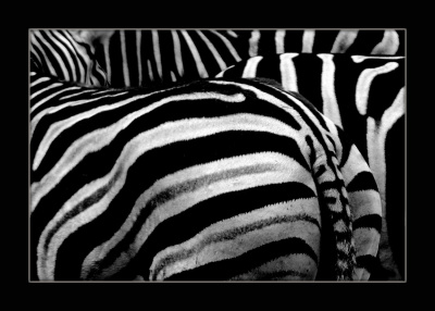 black-white &white-black