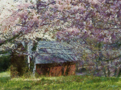 Cherry Blossoms