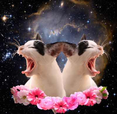 Stellar cat's