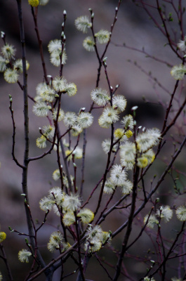 przedwiośnie