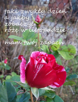 i trochę koloru