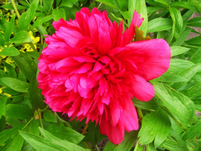 Veronica dla Ciebie