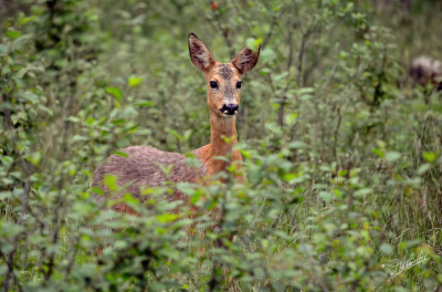 Deer