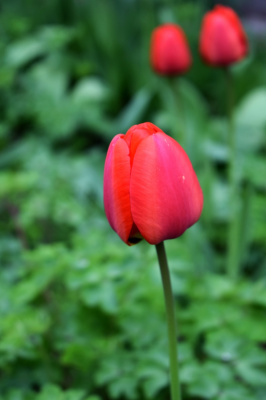 sweet red
