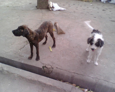 da dogs
