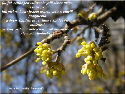 Zanim ptaki rozbiją ciszę