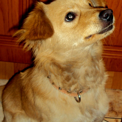 Pimpuś
