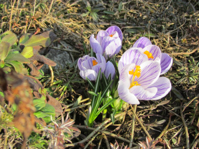 Krokus