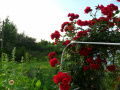 Czerwone róże  działkowe, ogródkowe - fotografia numer dziesięć.