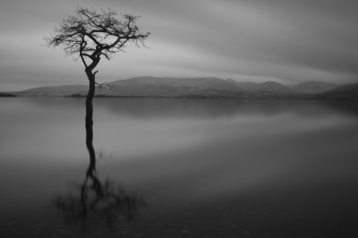 the tree