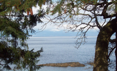 Nature's Window