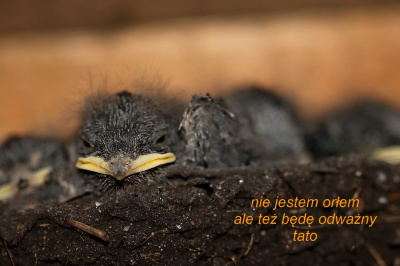 jaskółek
