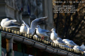 mouettes de Île de la Cité