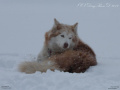.:Husky in the snow:.