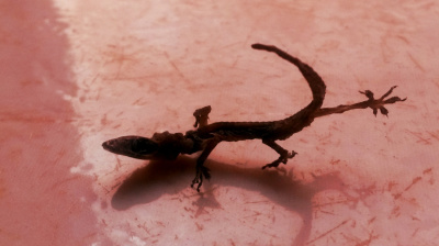 Lizard's Dead Red Step