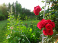 Czerwone róże  działkowe, ogródkowe - fotografia numer szesnaście...