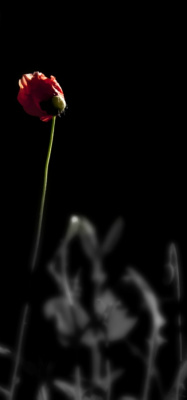 my first poppy