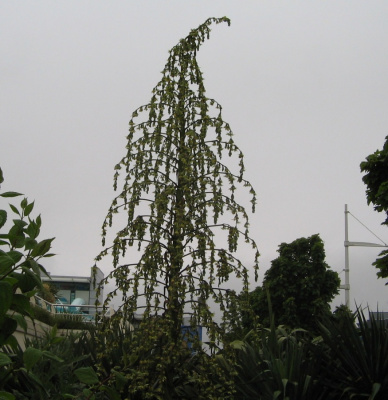 Furcraea Plant