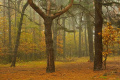 las pachnący jesienią