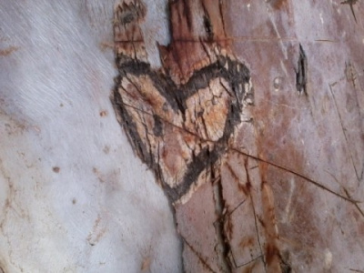 Oak Heart