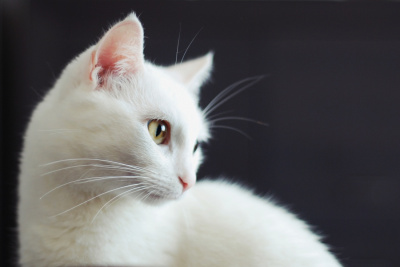 Mimi