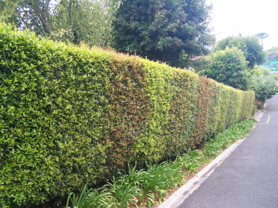 Hedge