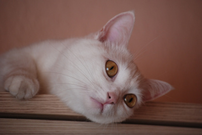 Mimi